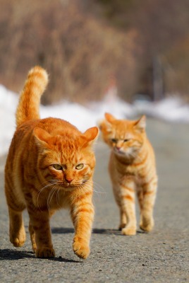 коты рыжий кот