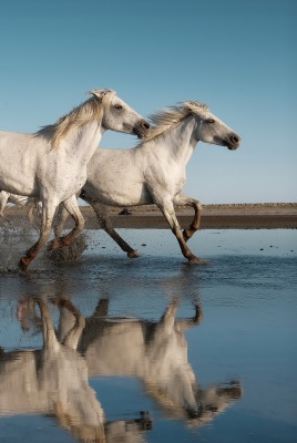 лошади скачущие белые лужи