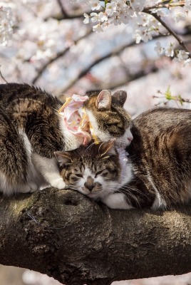 коты дерево ветка любовь