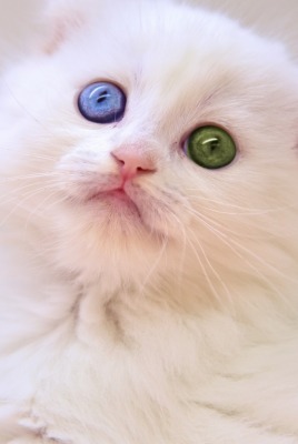котенок белый мордочка разные глаза