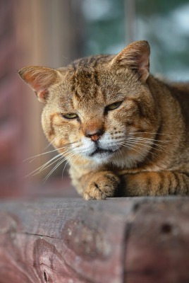 кот морда лежит бревно подоконник