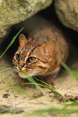 кот камень пещера ржавая кошка пятнистая