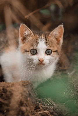котенок кошка на земле