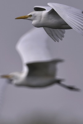 чайки птицы полет крылья белые