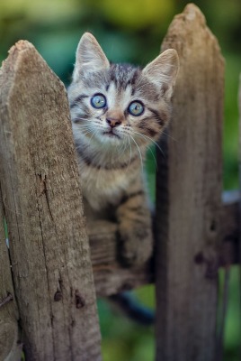 котенок забор жерди серый горшок