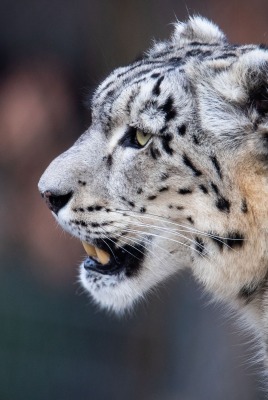 белый леопард морда оскал