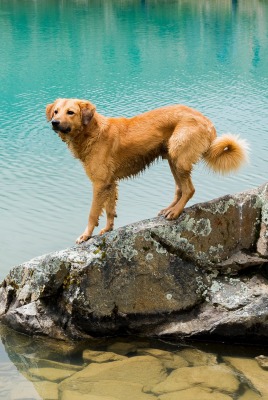 собака водоем на камне