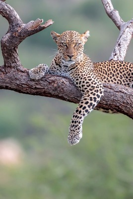 леопард дерево бревна