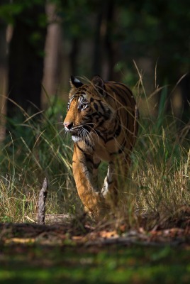 тигр лес трава хищник зверь