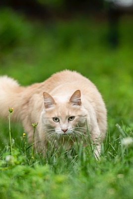 кот в траве лужайка трава зелень