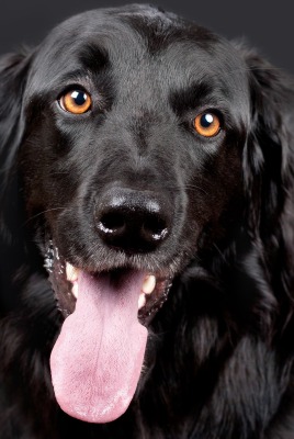 собака черный пес язык морда