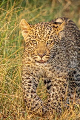 леопард хищник трава африканский
