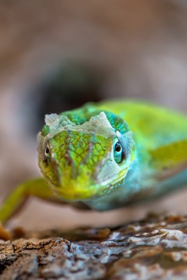рептилия ящерица зеленая крупный план морда