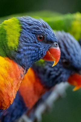 попугаи клюв крупный план на ветке