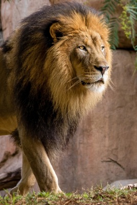 лев грива хищник