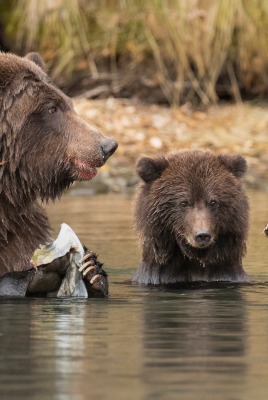 медведи в воде бурые медвежата