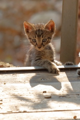 котята листья терасса