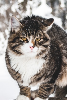 кот снег пушистый зима