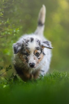 собака щенок на лужайке размытость