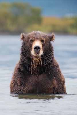 медведь бурый в озере чайки водоем