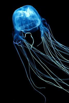 медуза темнота черынй фон глубина