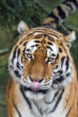 тигр язык хищник морда