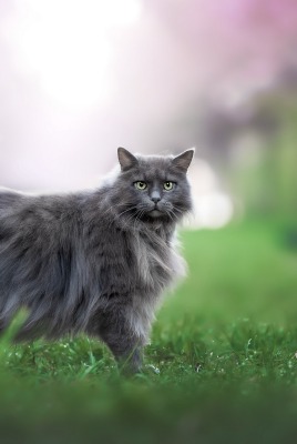 кот серый на траве нибелунг