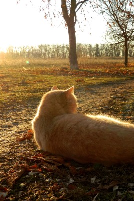 кошка осень деревья