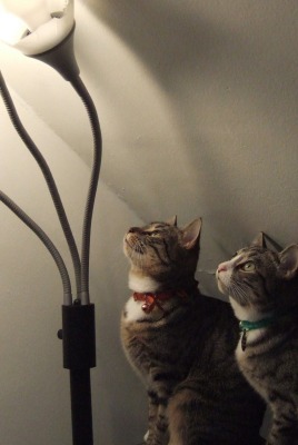 кошки лампа торшер
