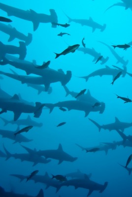 акулы океан глубина