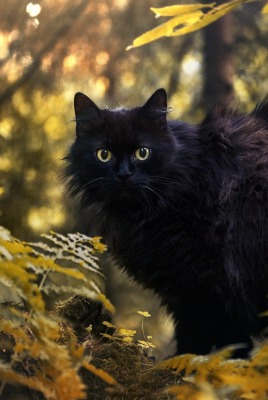 черный кот лес осень