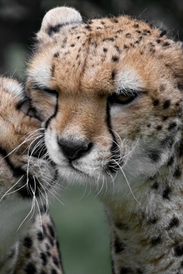 гепард хищник котята детеныши