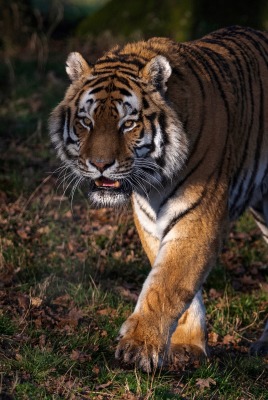 тигр хищник травав