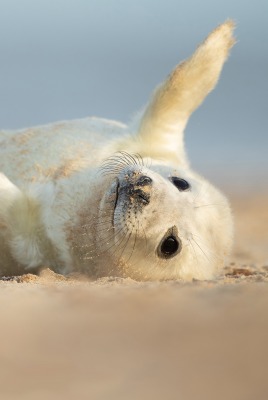 морской котик белый песок