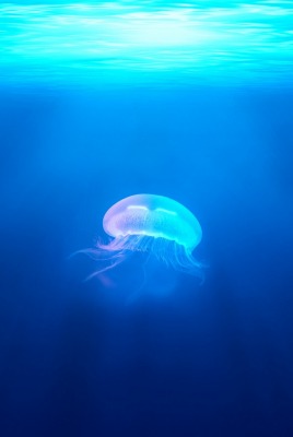 медуза глубина голубой