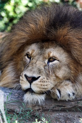 лев грива хищник царь зверей