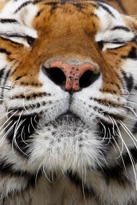 тигр морда усы крупный план
