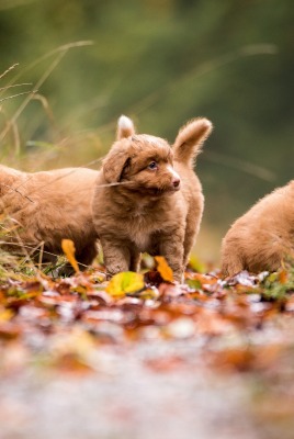 собаки щенки тропинка трава