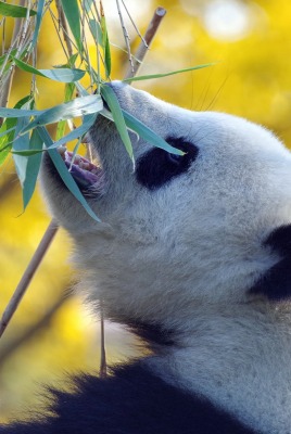 панда листья ветка
