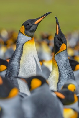 пингвины стая