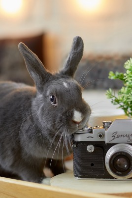 кролик фотоаппарат