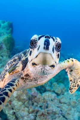 черепаха под водой океан кораллы