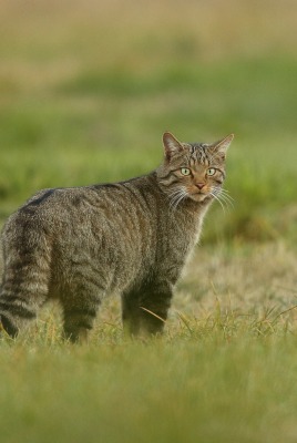 кот на лужайке травка