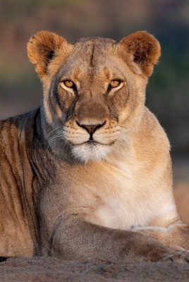 лев хищник взгляд