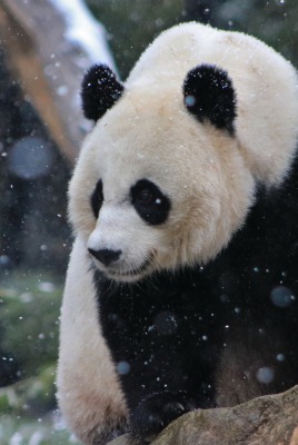 панда снег медведь