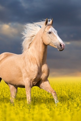 красивая лошадь скачет по полю с желтыми цветами на фоне красивого неба