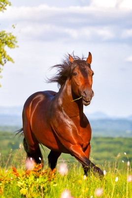 лошадь лето поляна трава зелень