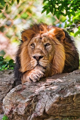 лев хищник царь зверей лежит на камне