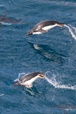 пингвины океан