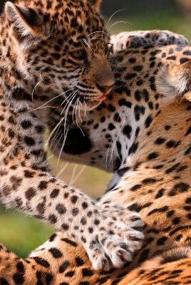 леопард котенок